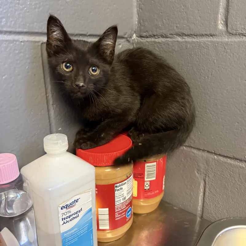 A baby small-sized male Black Domestic Short Hair cat named Tuscstray for adoption in Tuscaloosa, AL