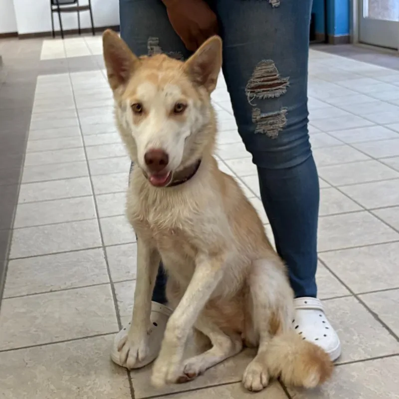 An adult large-sized female White / Cream Mixed Breed dog named StrayBrownAvenue for adoption in Columbus, GA
