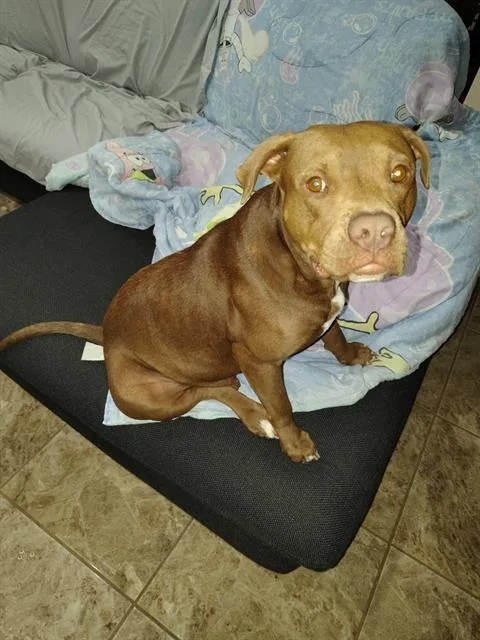 An adult medium-sized female American Staffordshire Terrier dog named Mocha for adoption in San Antonio, TX