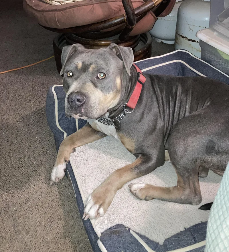 A young medium-sized male Bicolor American Staffordshire Terrier dog named Elmo for adoption in Pittsburg, CA