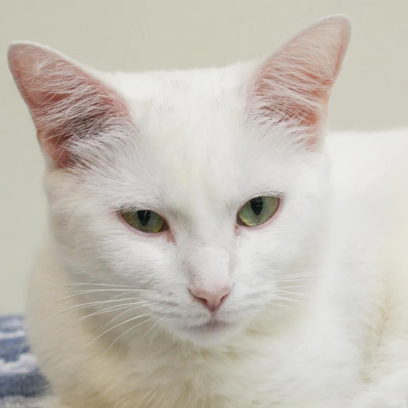 A senior medium-sized female White Domestic Short Hair cat named Violet for adoption in Lynchburg, VA