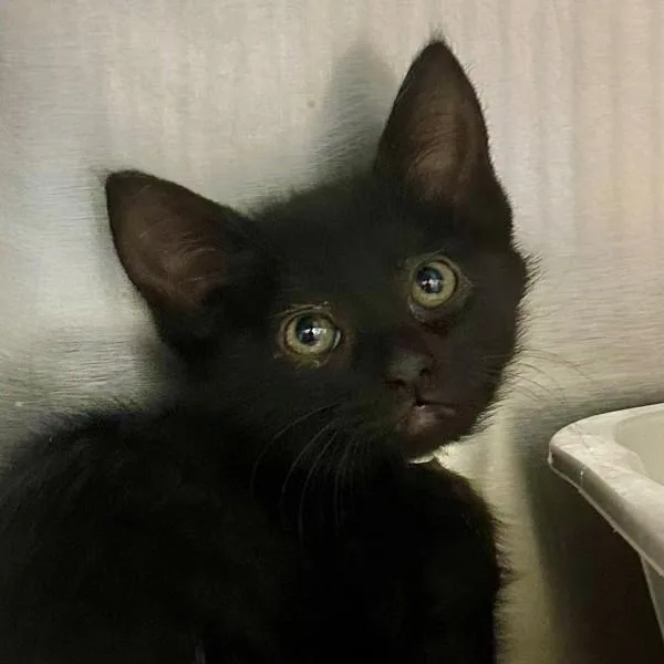 A baby small-sized female Domestic Short Hair cat named Woof for adoption in Walnut Creek, CA