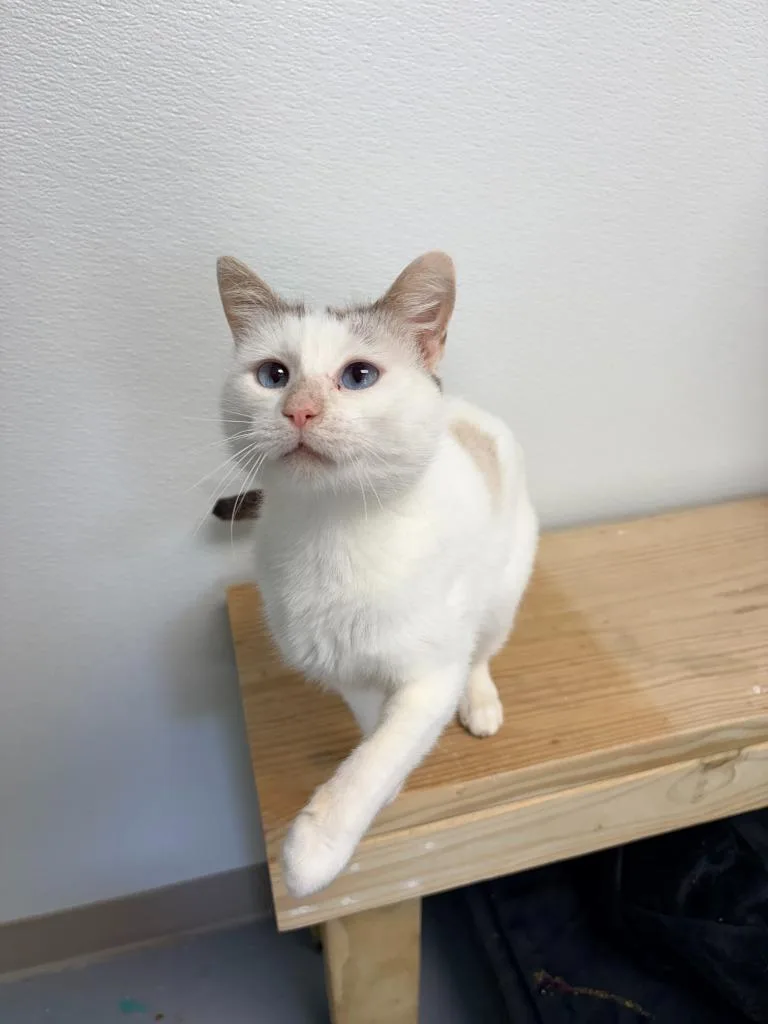 A young medium-sized male Domestic Short Hair cat named Sebastian for adoption in Batesville, AR