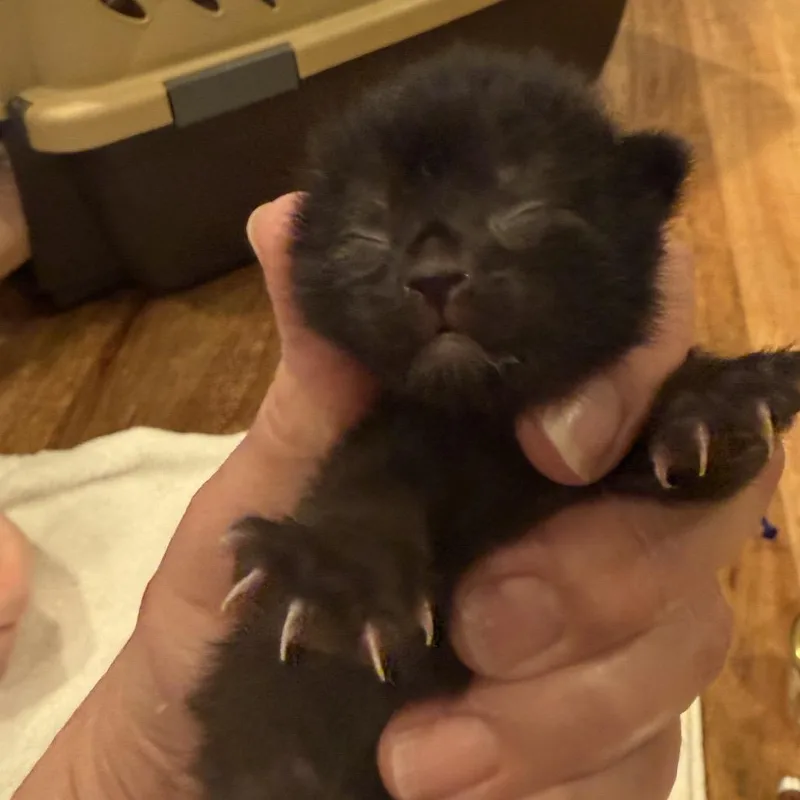 A baby small-sized male Black Domestic Short Hair cat named Paulie Walnut for adoption in Tustin, CA