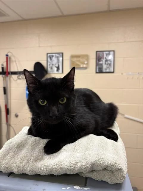 A young small-sized male Domestic Short Hair cat named Sherman for adoption in Aliquippa, PA