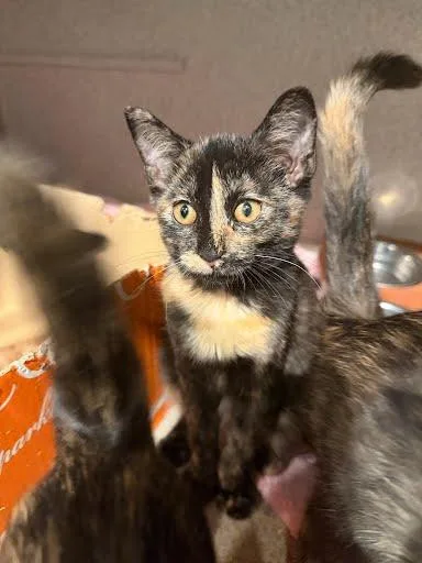 A baby small-sized female Domestic Short Hair cat named Brookie for adoption in Washington, DC