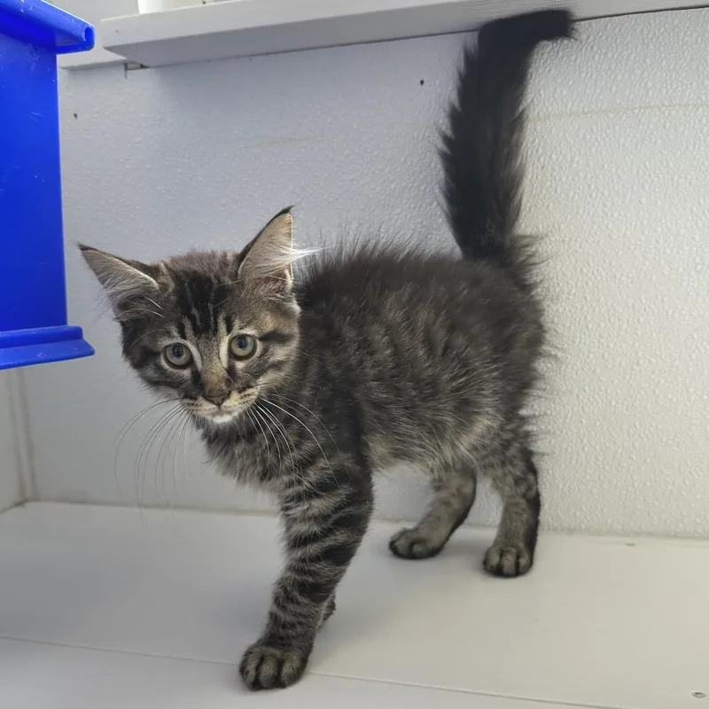 A baby small-sized male Brown / Chocolate Domestic Medium Hair cat named Larry C for adoption in Union, MO