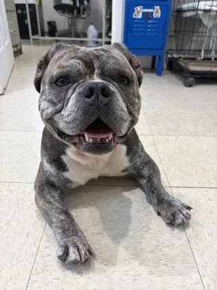 An adult medium-sized male Gray / Blue / Silver American Bully dog named Rico for adoption in Key West, FL