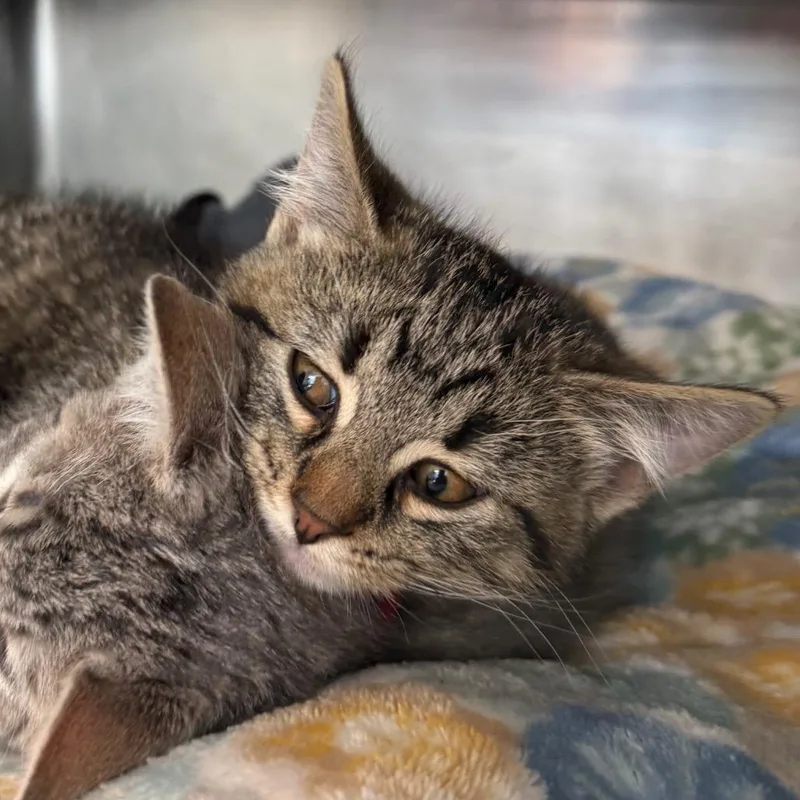 A baby small-sized male Brown / Chocolate Domestic Short Hair cat named Pancho for adoption in Chicago, IL