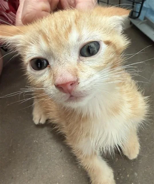 A baby medium-sized male Domestic Short Hair cat named Tyler for adoption in Dallas, TX
