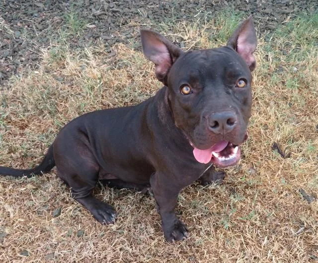 A young medium-sized female Pit Bull Terrier dog named A for adoption in Oklahoma City, OK