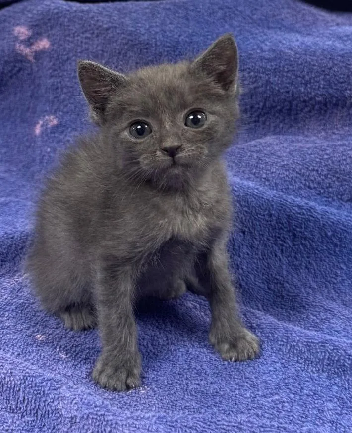 A baby medium-sized male Gray / Blue / Silver Russian Blue cat named Prince Ali Ababwa for adoption in Buford, GA