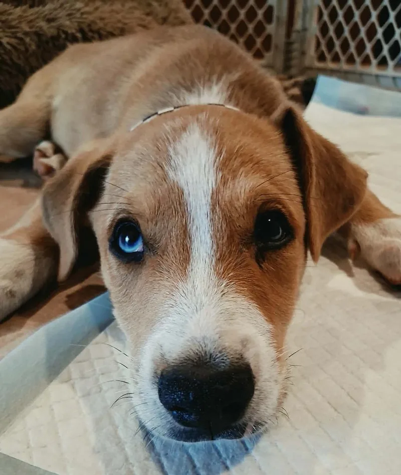 A baby medium-sized male Australian Shepherd dog named Ron for adoption in Bristol, WI