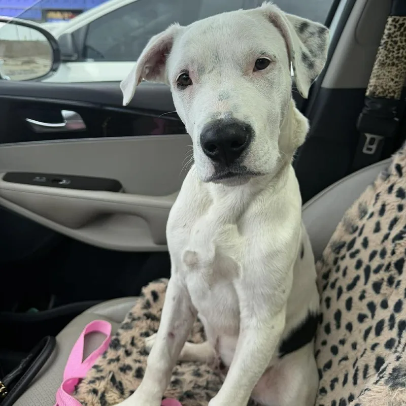 A baby medium-sized male White / Cream American Bulldog dog named Jojo for adoption in Overland Park, KS