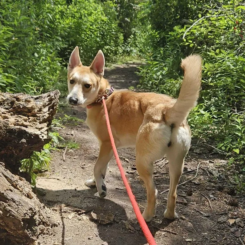 An adult medium-sized female Brown / Chocolate Mixed Breed dog named Bella for adoption in Grand Rapids, MI