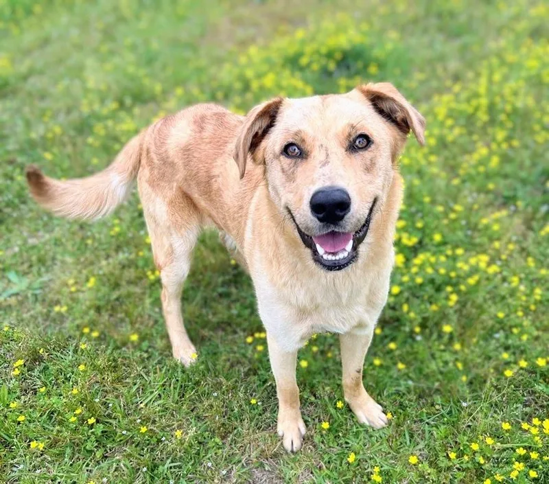 A young medium-sized male Golden Retriever dog named Kaiser for adoption in Bryant, AR