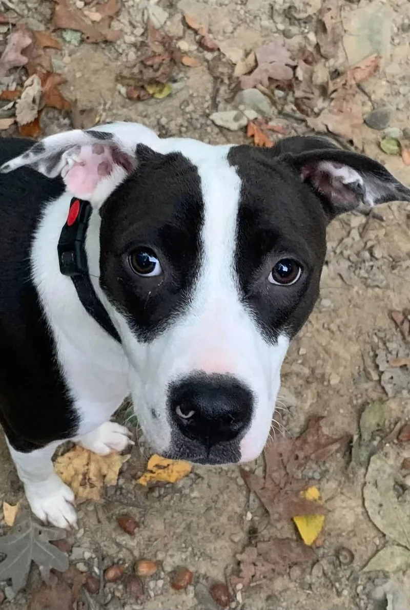 A young medium-sized male Mixed Breed dog named Draco for adoption in Highland, NY