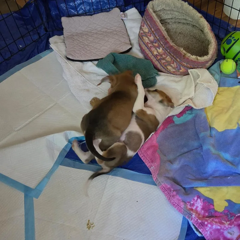 A baby small-sized female White / Cream Mixed Breed dog named Pollen for adoption in Flagstaff, AZ