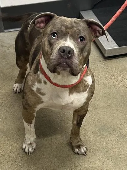 A young medium-sized female Brown / Chocolate Pit Bull Terrier dog named Soho for adoption in Cleveland, OH