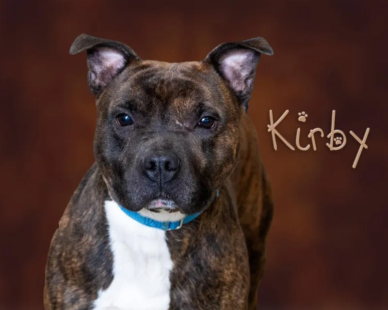 A young medium-sized male Pit Bull Terrier dog named Kirby for adoption in Somerset, PA