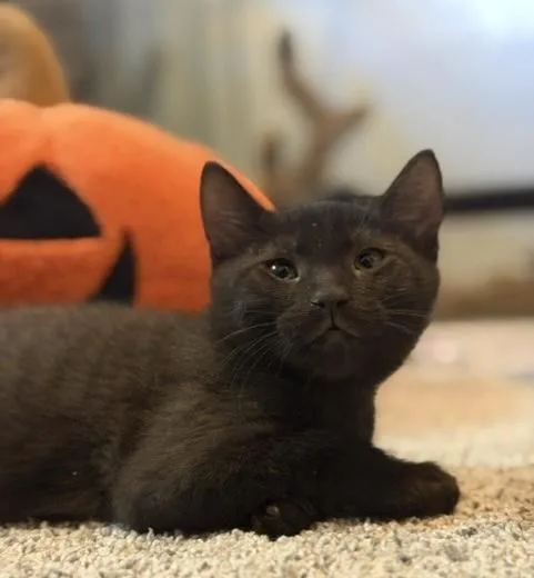 A baby medium-sized male Black Domestic Short Hair cat named Dobby for adoption in North Highlands, CA