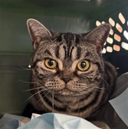 An adult medium-sized female British Shorthair cat named Yuzu A for adoption in Plano, TX