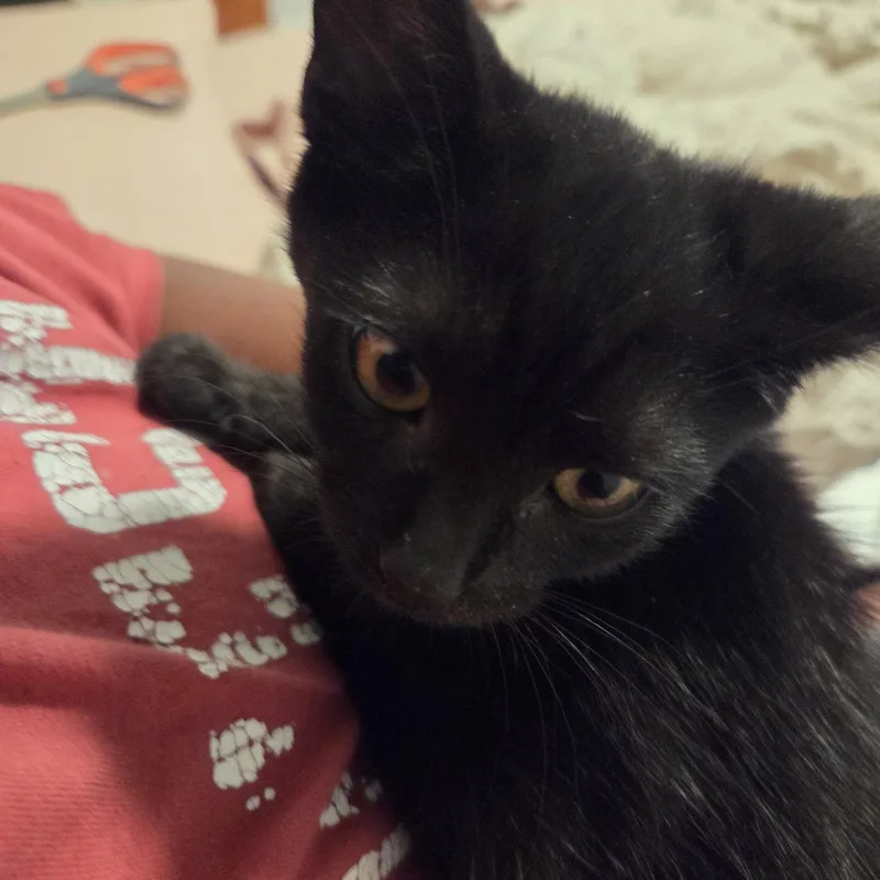 A baby small-sized female Black Tuxedo cat named Raven for adoption in Bayonne, NJ