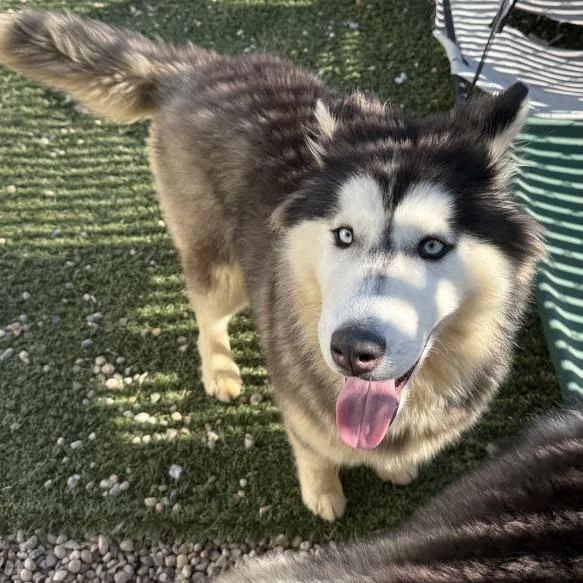 A young medium-sized female Alaskan Malamute dog named Stinky for adoption in Medford, NY