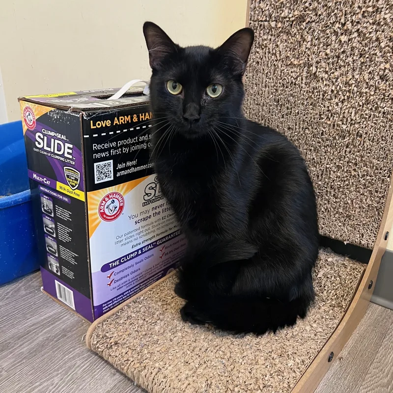 Rory The Void thumbnail 3