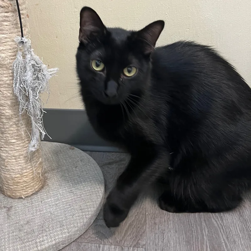 Rory The Void thumbnail 4