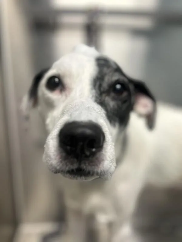 An adult medium-sized male White / Cream Mixed Breed dog named Spot for adoption in bellefontaine, OH