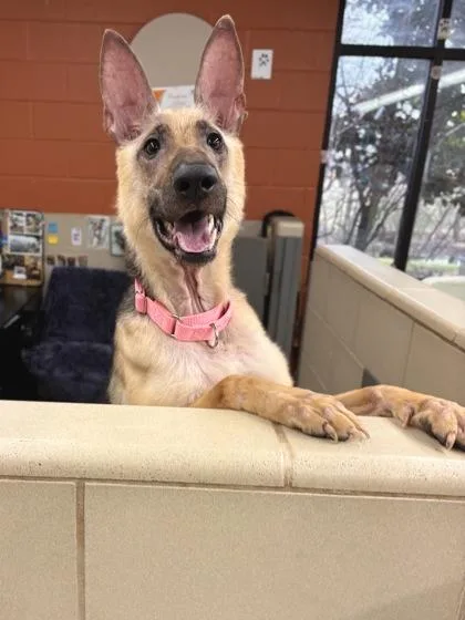 A young large-sized female German Shepherd Dog dog named Mazzy for adoption in Knoxville, TN