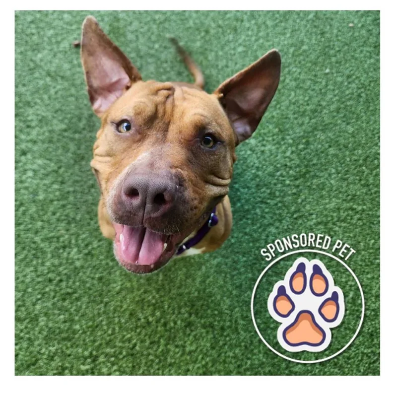 An adult medium-sized female Brown / Chocolate Pit Bull Terrier dog named Sarabel for adoption in Lakeland, FL