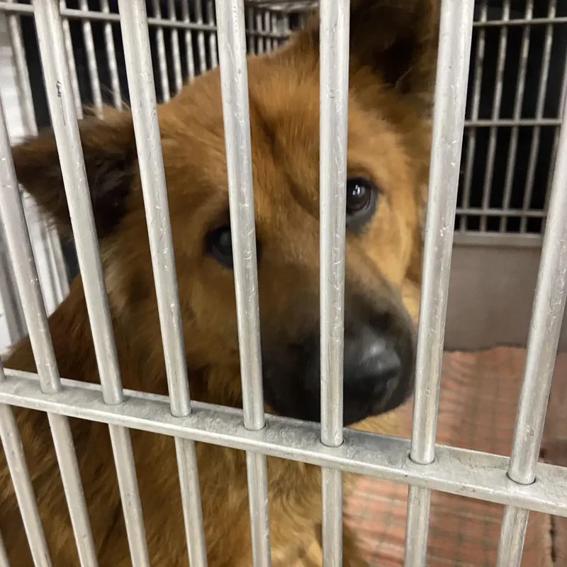 An adult medium-sized male Red / Chestnut / Orange Chow Chow dog named Chewie for adoption in Abilene, TX