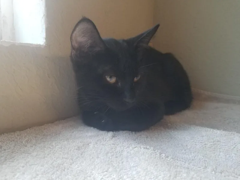 A baby small-sized female Domestic Short Hair cat named Tabitha for adoption in Darien, GA