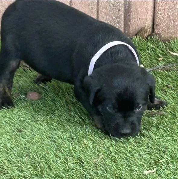 A baby large-sized female Black Labrador Retriever dog named Violet for adoption in Warr Acres, OK