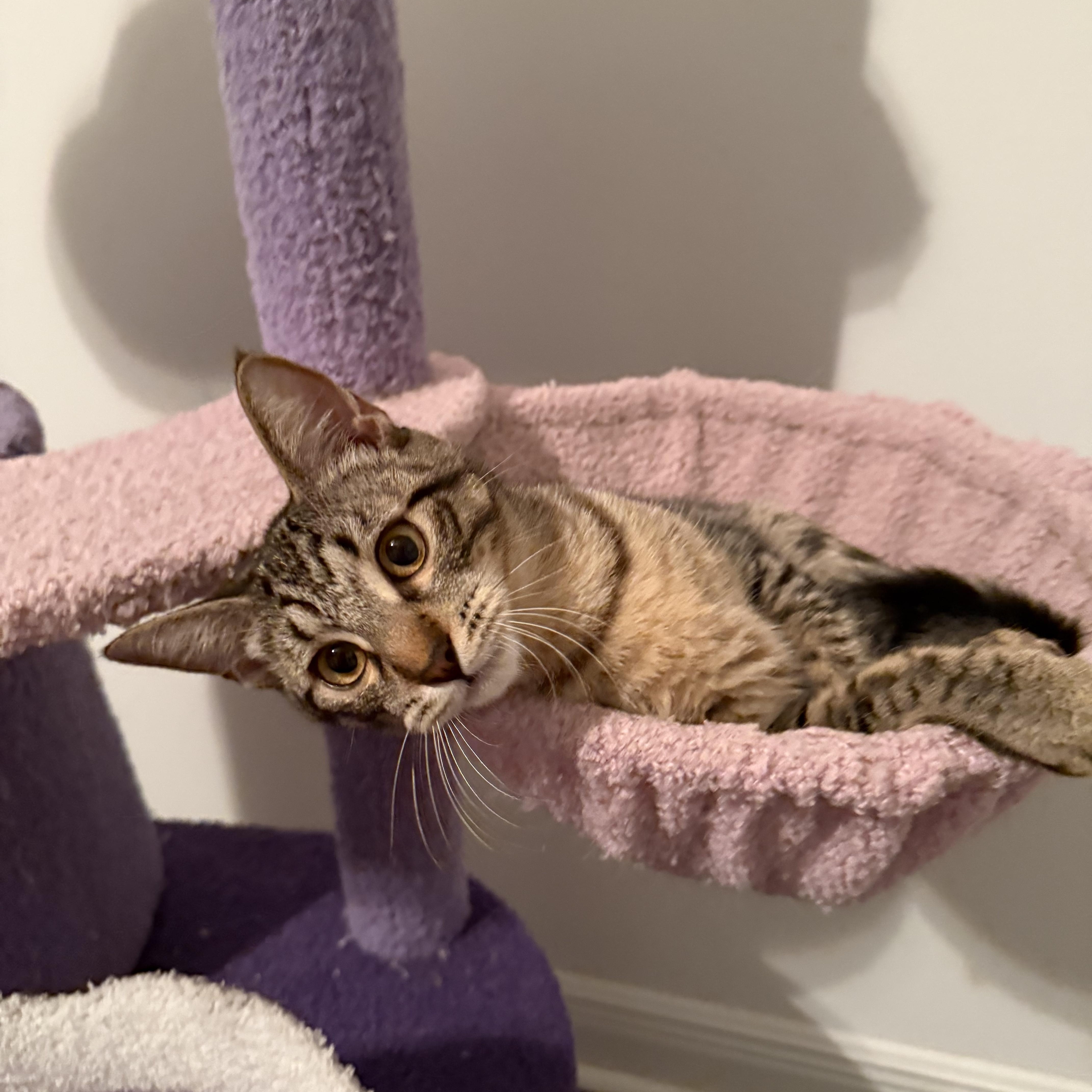 A baby medium-sized female Tabby (Brown / Chocolate) Domestic Short Hair cat named Sabrina for adoption in Delray Beach, FL