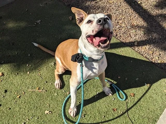 A senior large-sized male Pit Bull Terrier dog named Apollo for adoption in Phoenix, AZ
