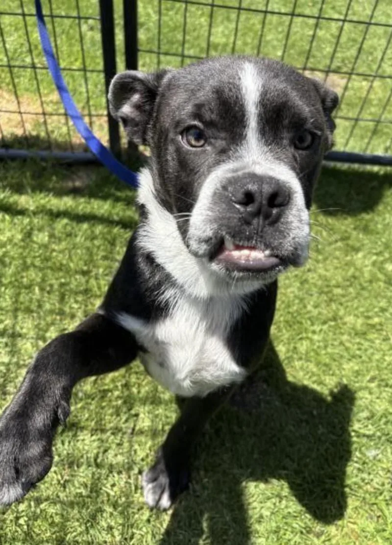 A young medium-sized male Black Boxer dog named Smoosh for adoption in New York, NY