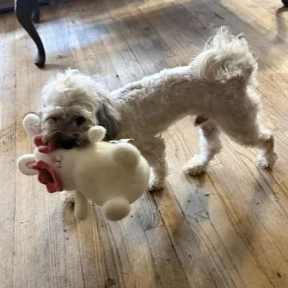 A young small-sized male White / Cream Lhasa Apso dog named Prince for adoption in Houston, TX