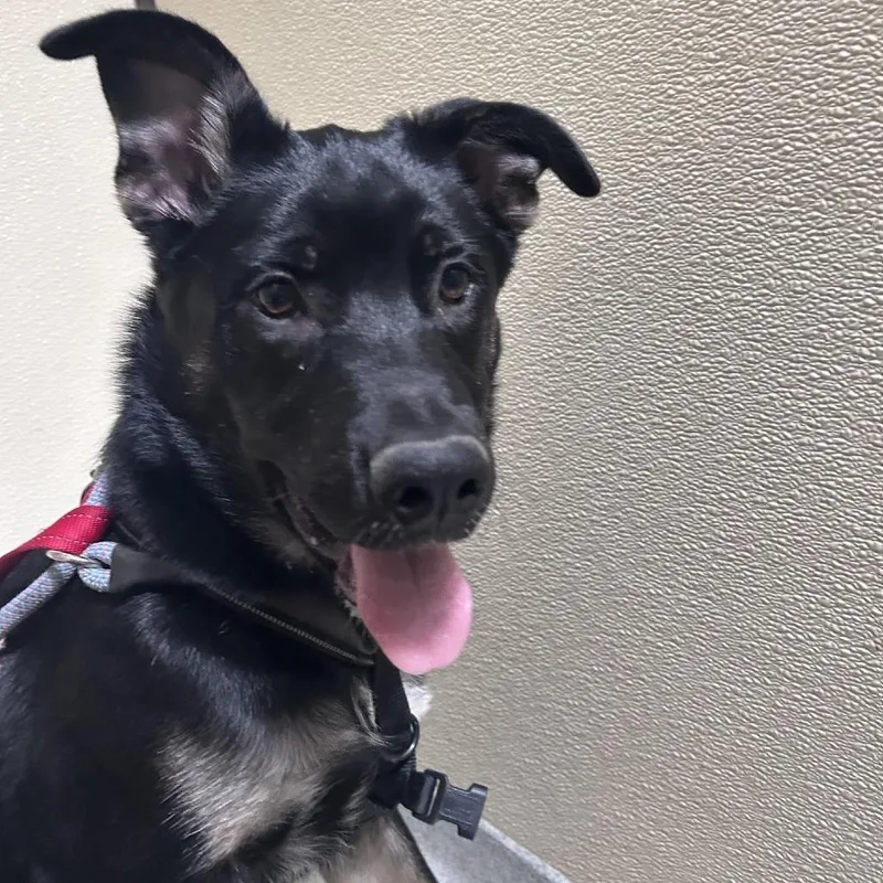 A baby medium-sized male Black German Shepherd Dog dog named Burt Chino Hills Location for adoption in Chino Hills, CA