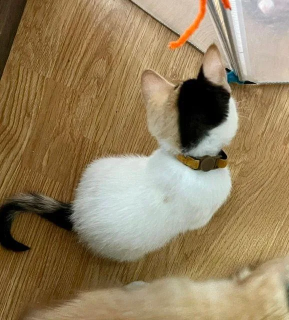 Suri