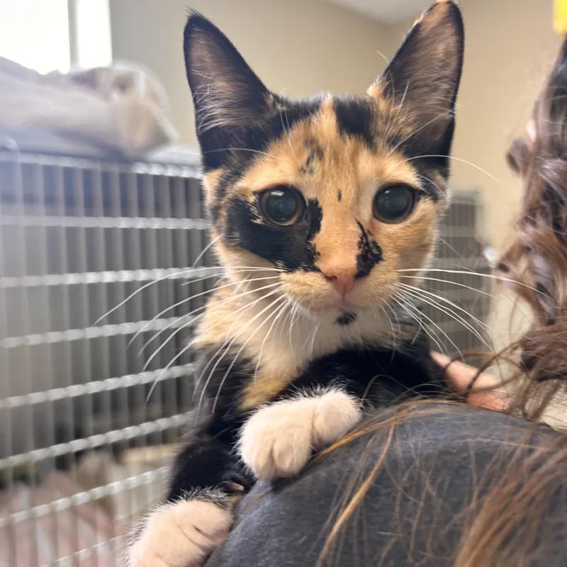 A young small-sized female Tortoiseshell Domestic Short Hair cat named Mousse for adoption in Myerstown, PA