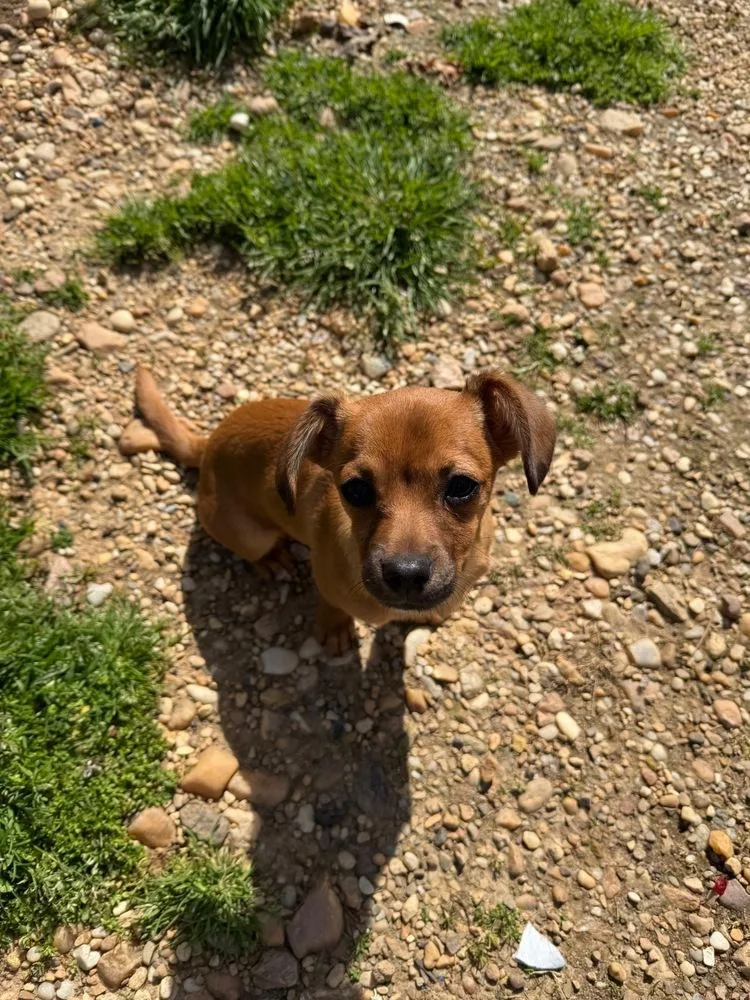 A baby small-sized female Brown / Chocolate Dachshund dog named Lotis for adoption in Troy, VA