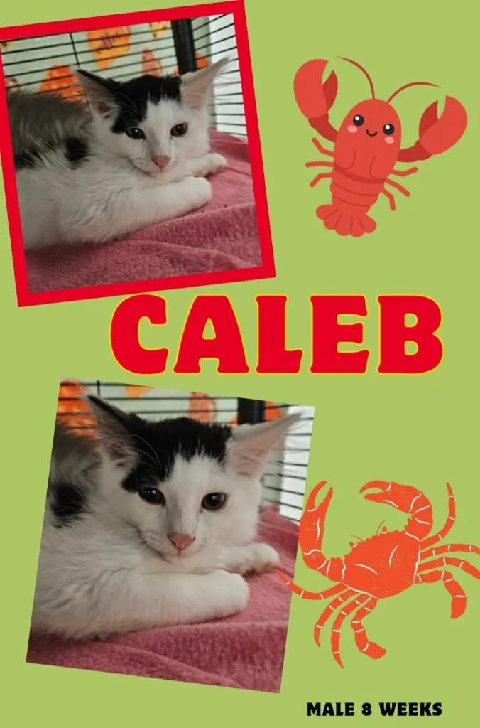 Caleb