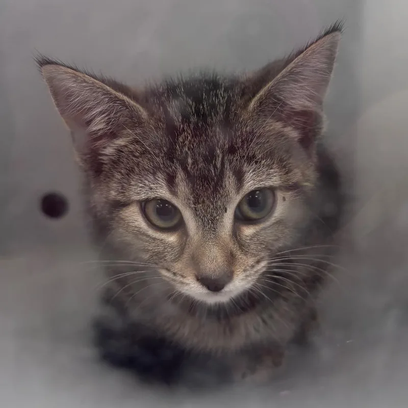 A baby small-sized female Gray / Blue / Silver Domestic Short Hair cat named Pineapple for adoption in Columbus, GA