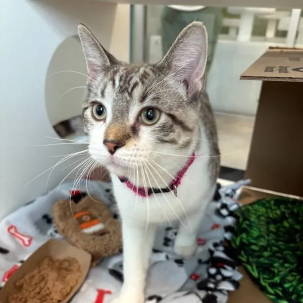 A young small-sized male Domestic Short Hair cat named Finch for adoption in Des Moines, IA