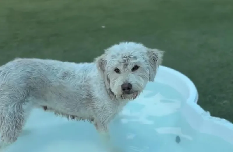 A young medium-sized female Poodle dog named Shirley Temple for adoption in Copiague, NY