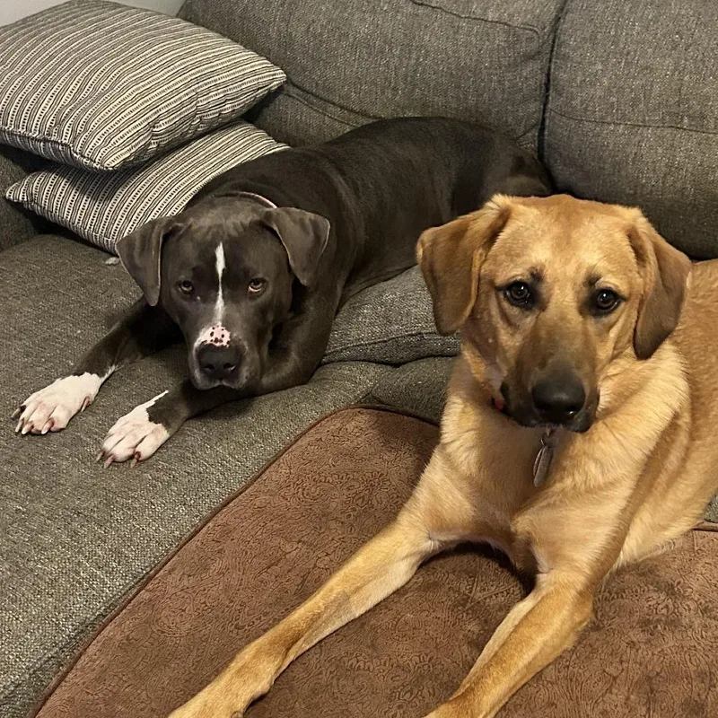 An adult large-sized female Gray / Blue / Silver Mixed Breed dog named Sunshine for adoption in Raleigh, NC