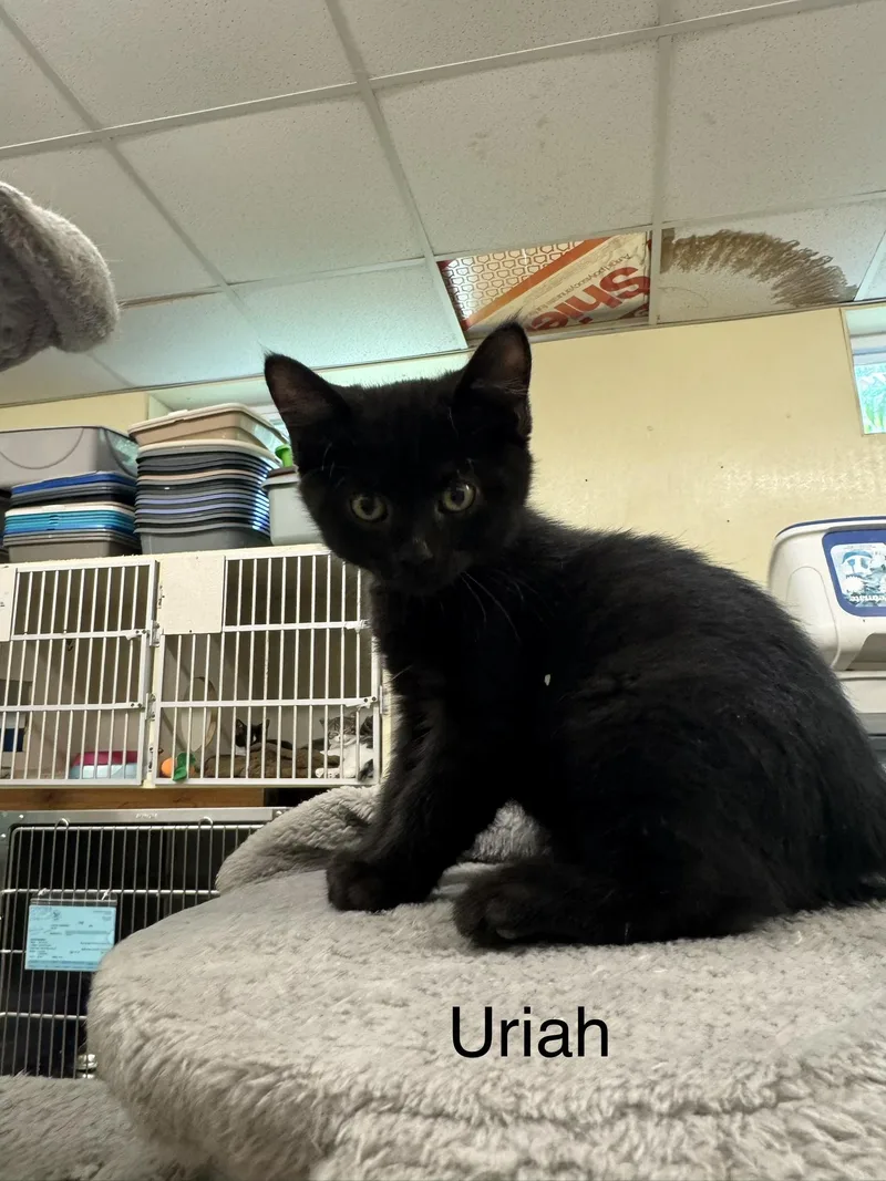 A baby medium-sized male Black Domestic Short Hair cat named Uriah for adoption in Ulster, PA